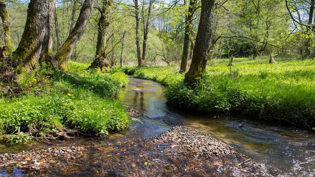 Pajhede Forest and Nymølle Brook