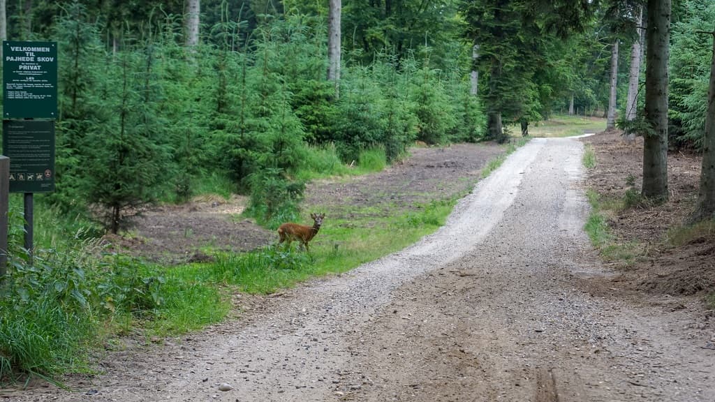 Pajhede Forest and Nymølle Brook