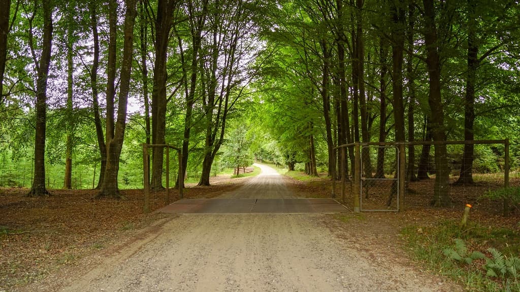 Pajhede Forest and Nymølle Brook