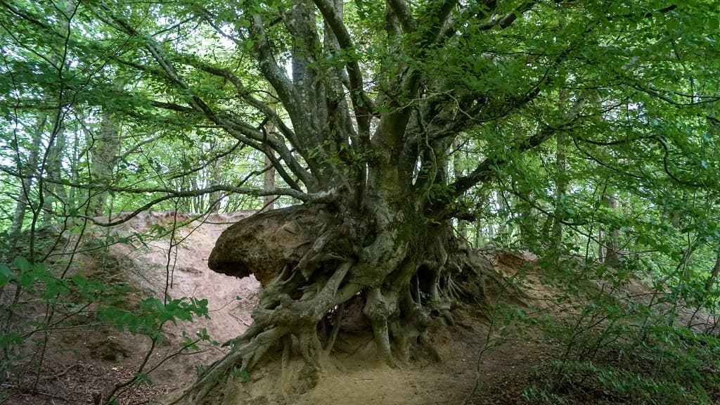 Lunken Herberg at the Lunken Nature School