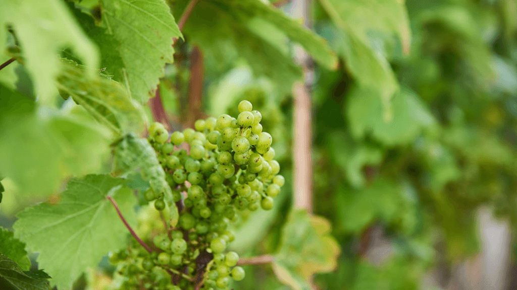Alderslyst Vineyard