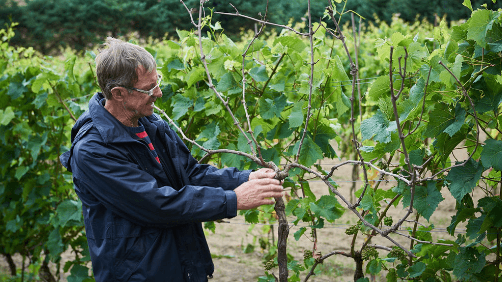 Alderslyst Vineyard