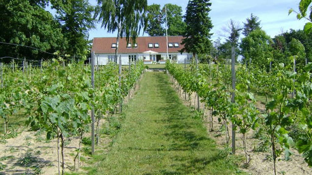 Alderslyst Vineyard