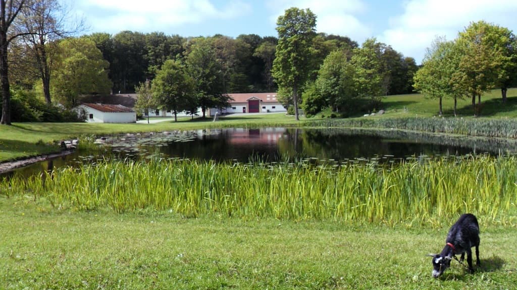 B&B and Hostel Thise Ladegaard