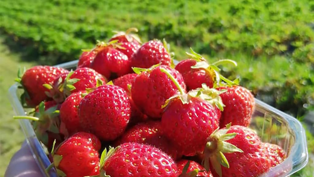 Brokær Organic Farm