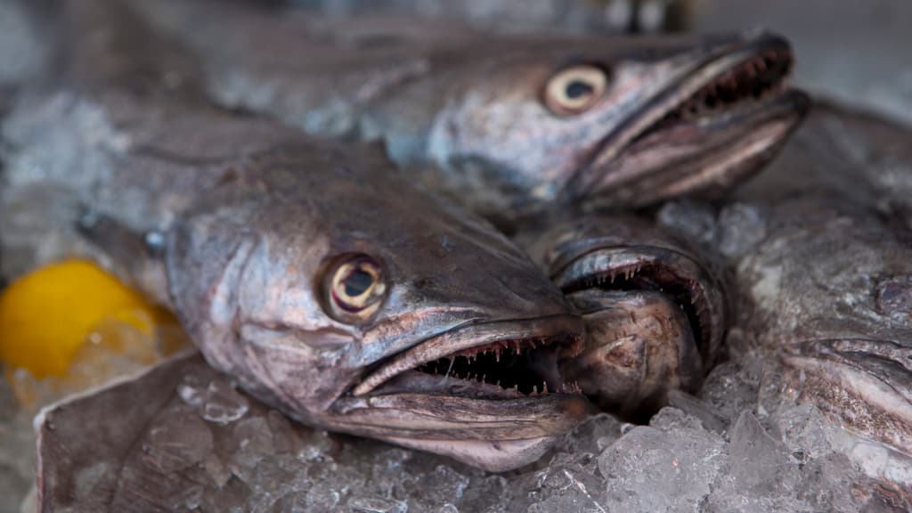 Hirtshals Fish Festival - lots of fresh fish