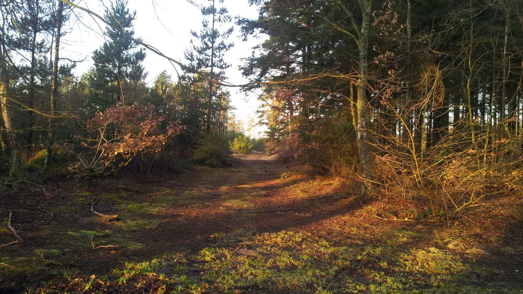 Lilleheden Klitplantage (Dune Plantation)