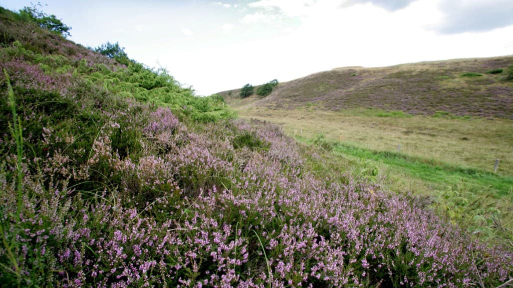 Rødland Hede 