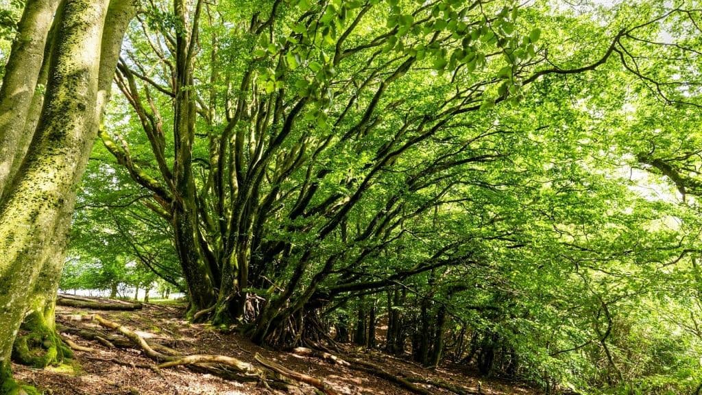 Rold Skov | Rold Forest