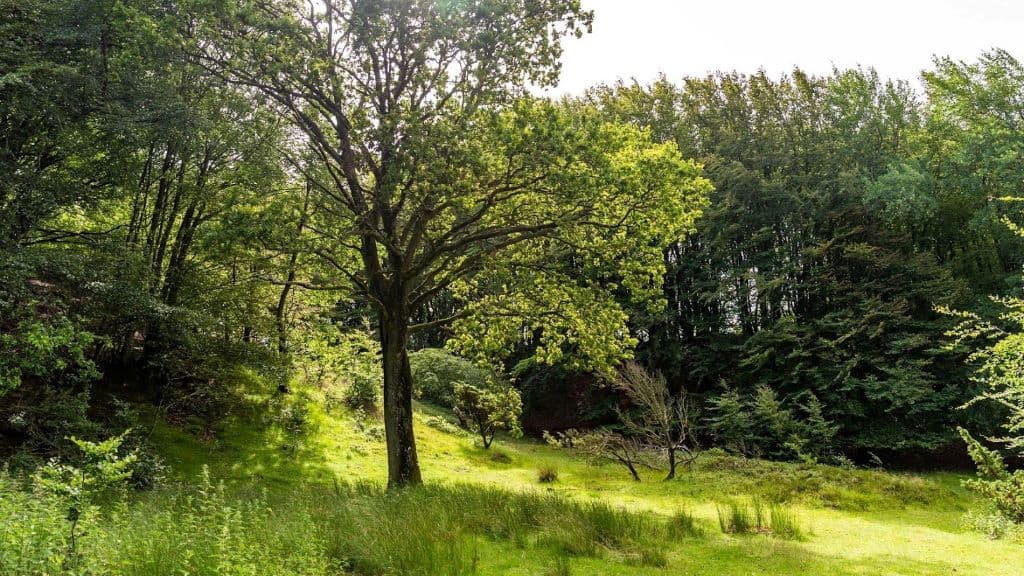 Rold Skov | Rold Forest