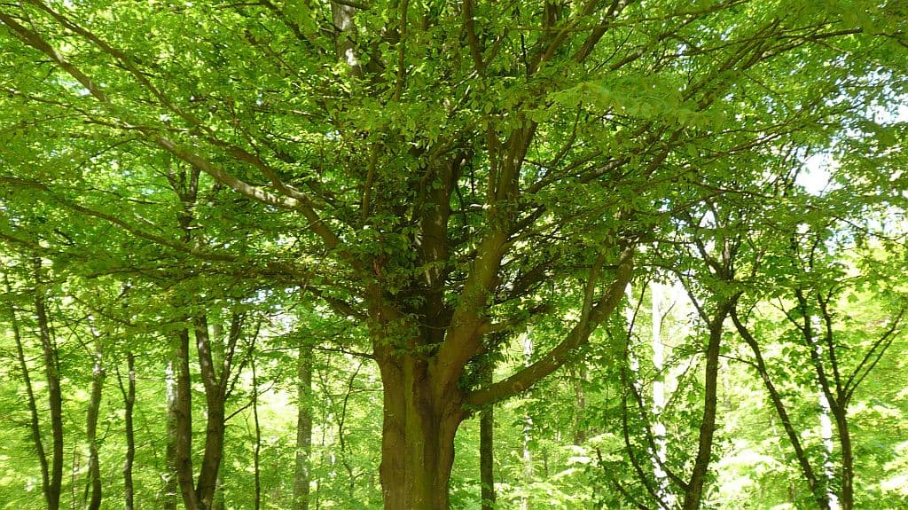 Kremse's Beech