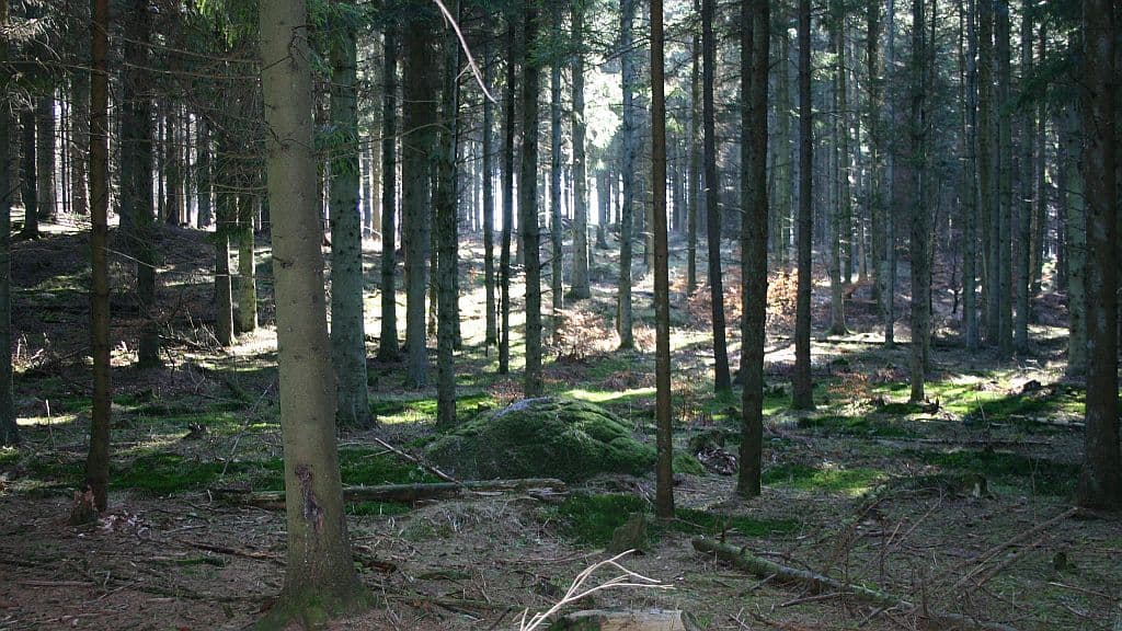 Rold Skov | Rold Forest