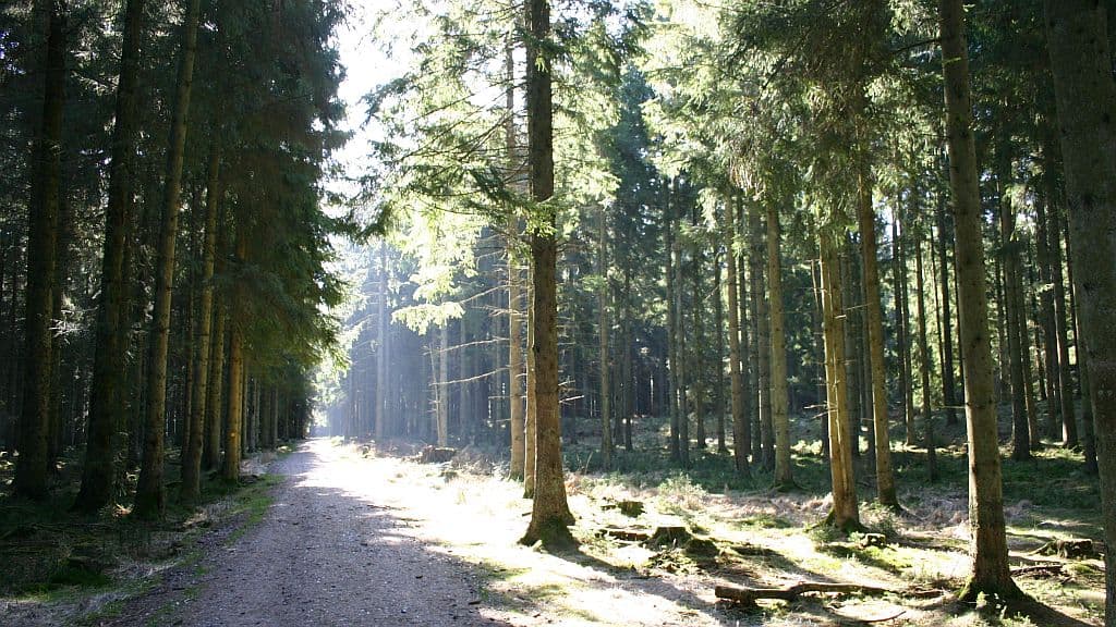 Rold Skov | Rold Forest