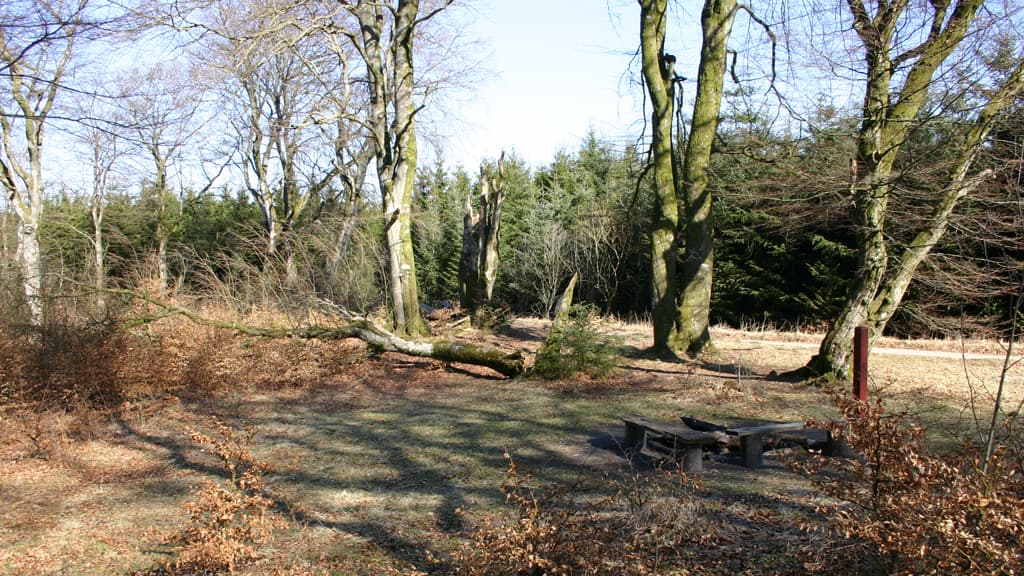 Urskoven | The old-growth forest