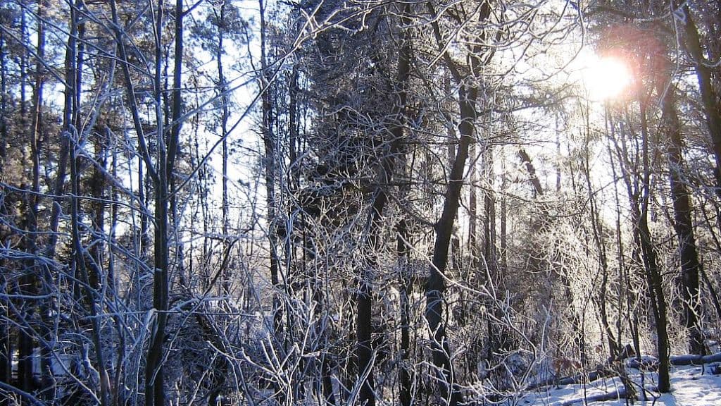 Rold Skov | Rold Forest