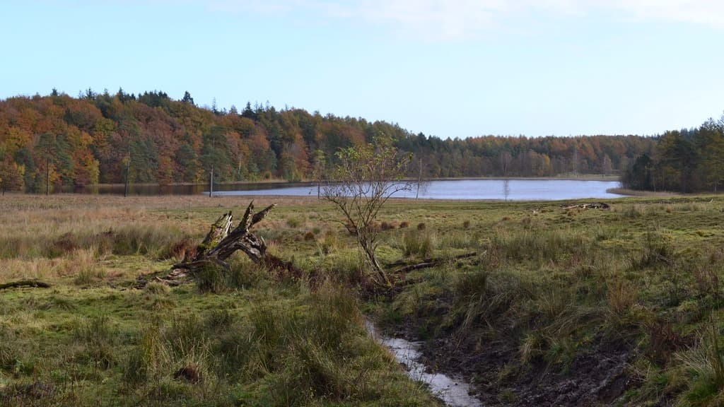 Velling Forests