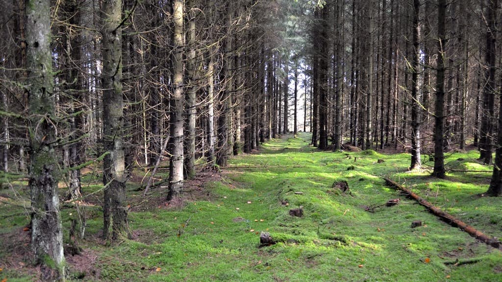 Velling Forests
