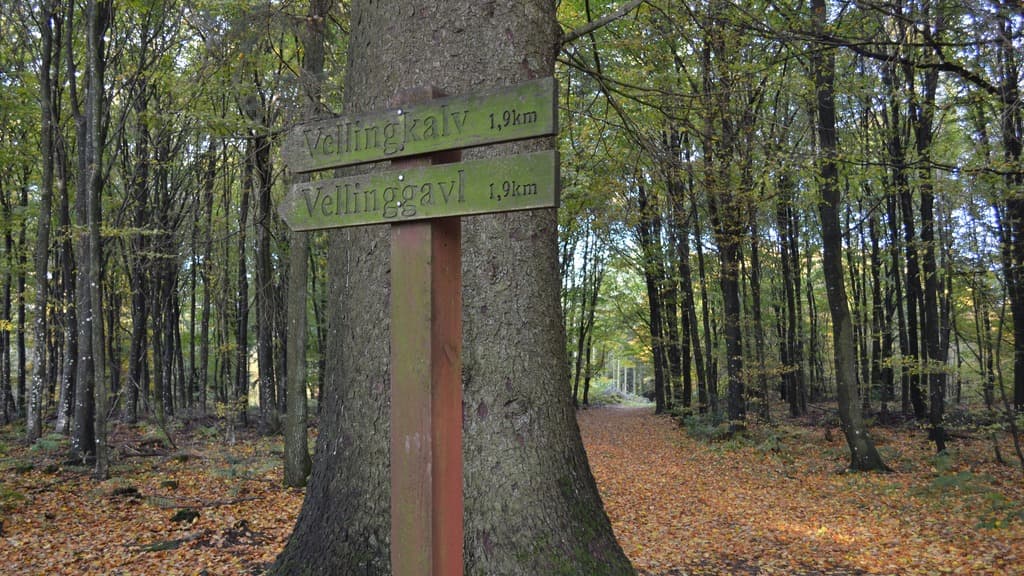 Velling Forests
