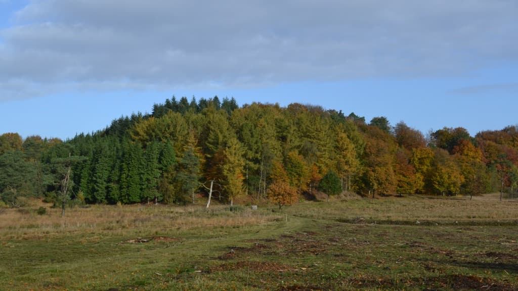 Velling Forests