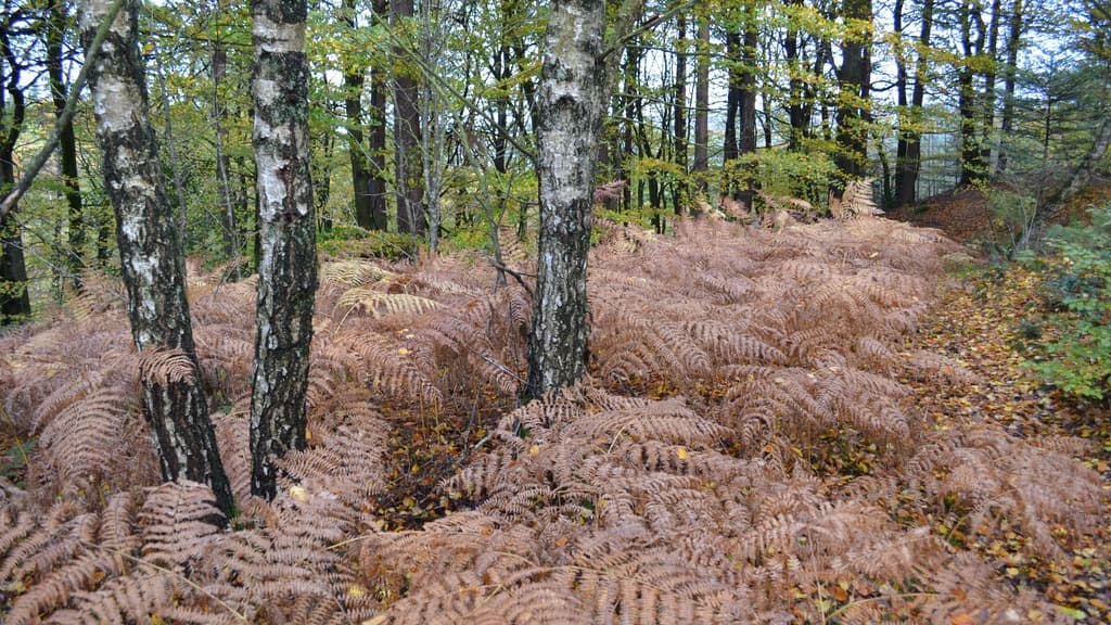 Velling Forests