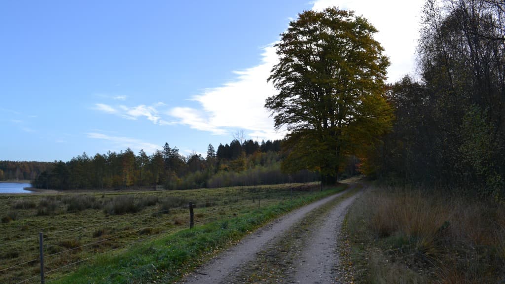 Velling Forests