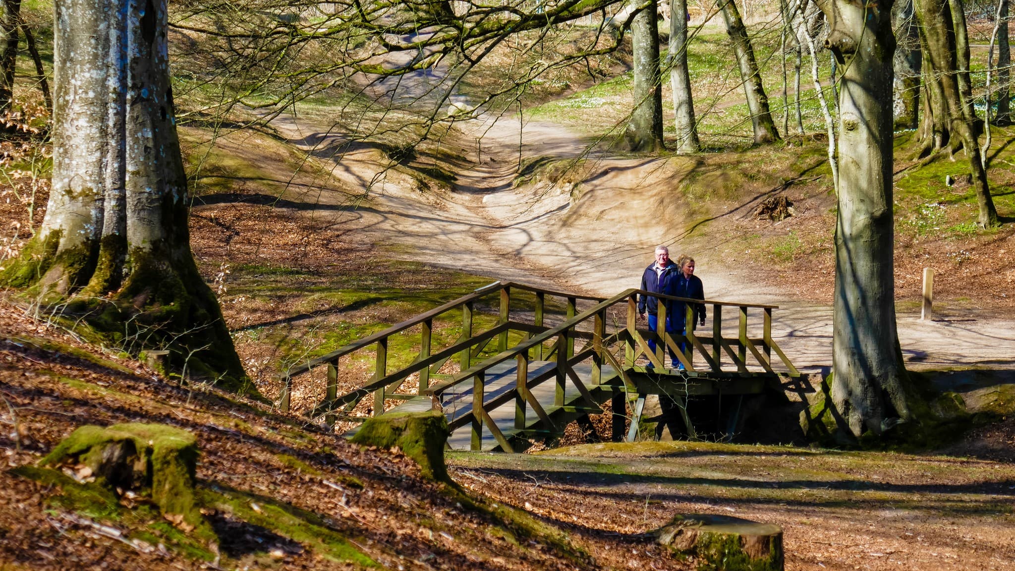 Sæbygård Skov