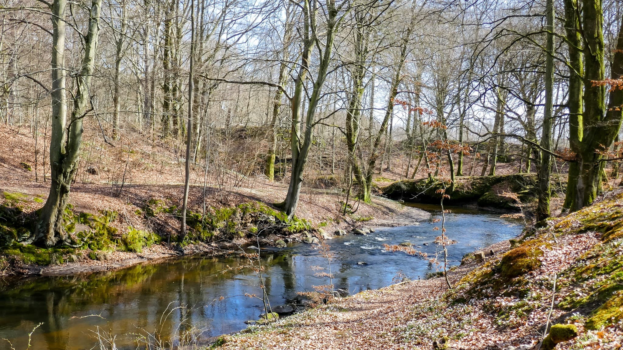 Sæbygård Skov