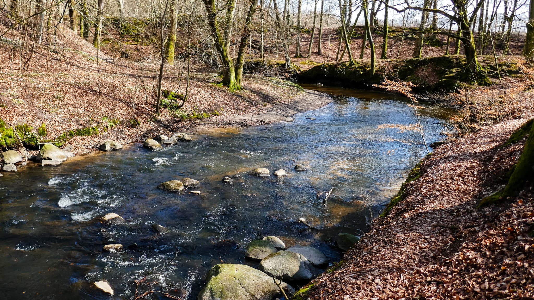 Sæbygård Skov