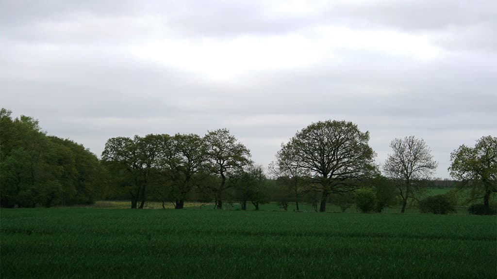 Hedgerows between Askov and Vejen