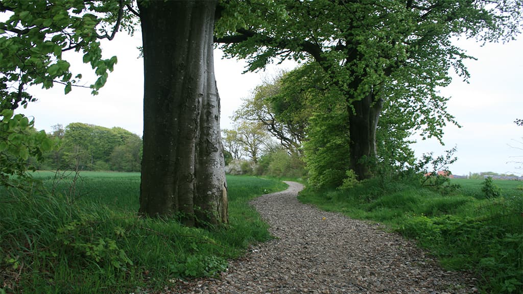 Hedgerows between Askov and Vejen