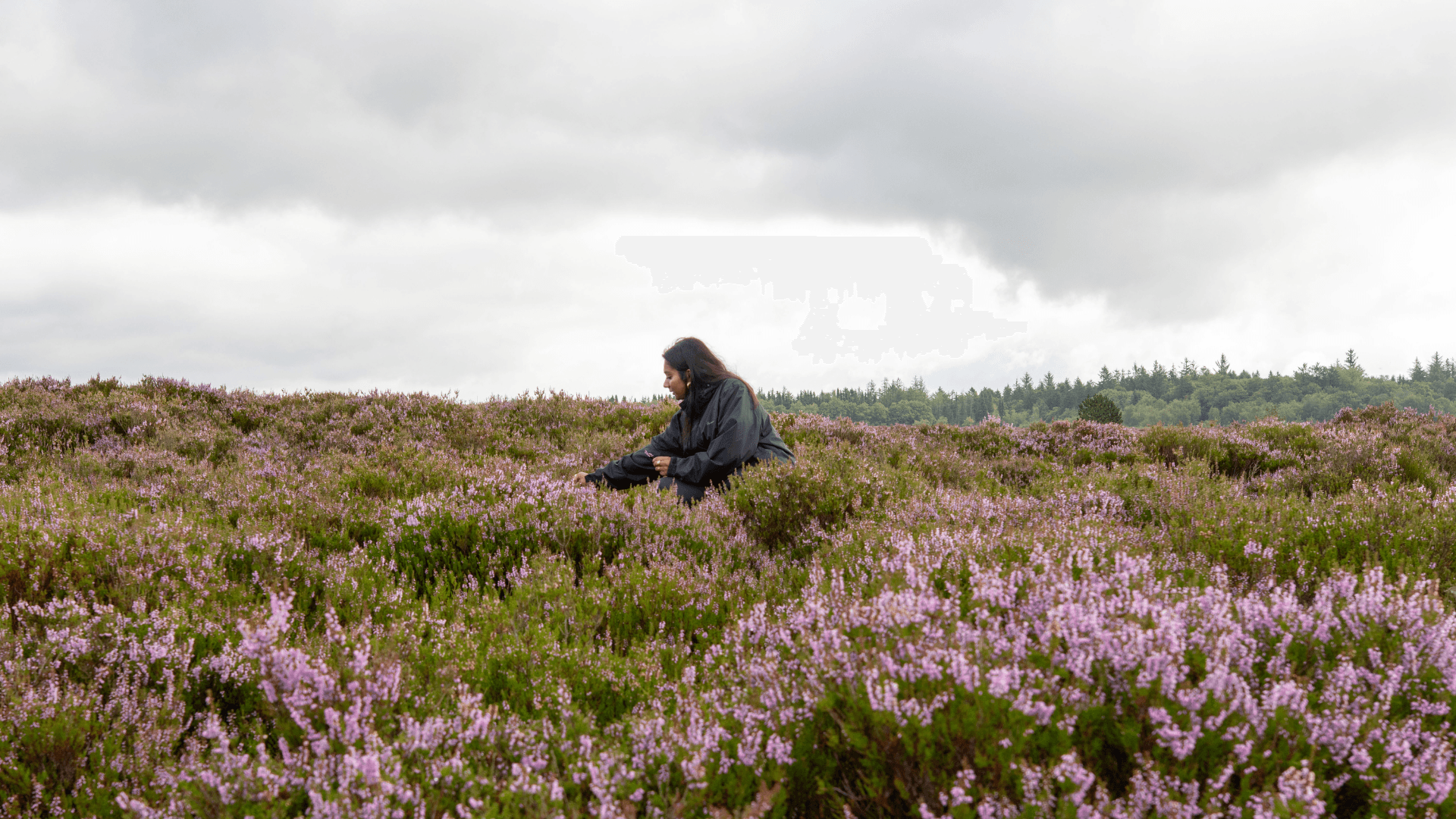 Heaths of Randbøl