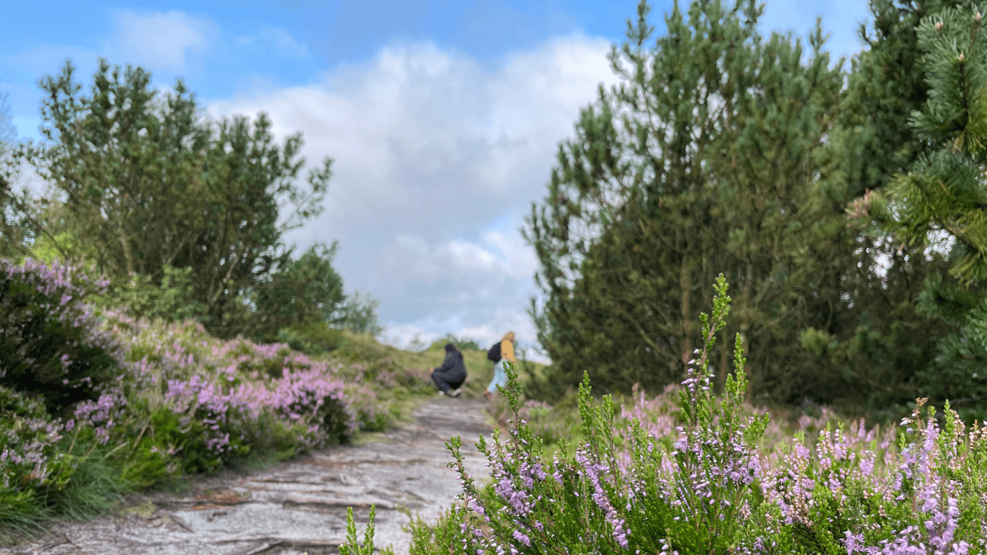 Heaths of Randbøl