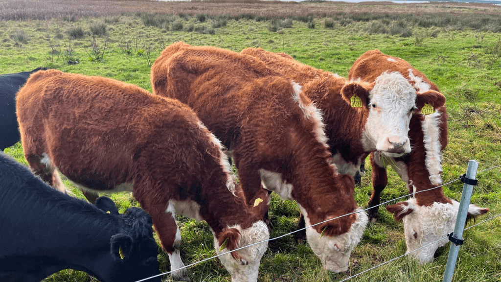 Cows at Nørregård