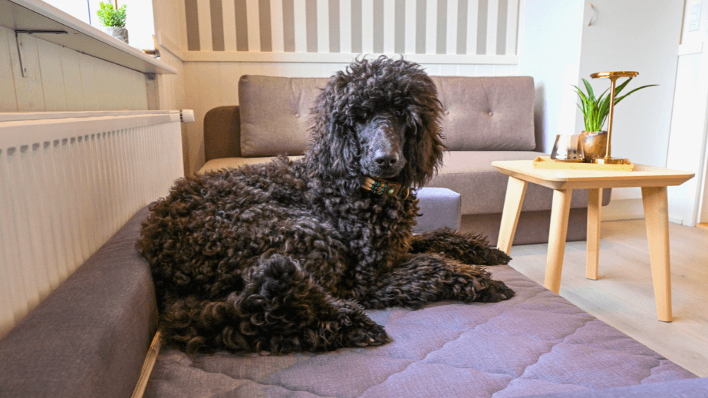 Dog in the room, Rold Gl. Kro
