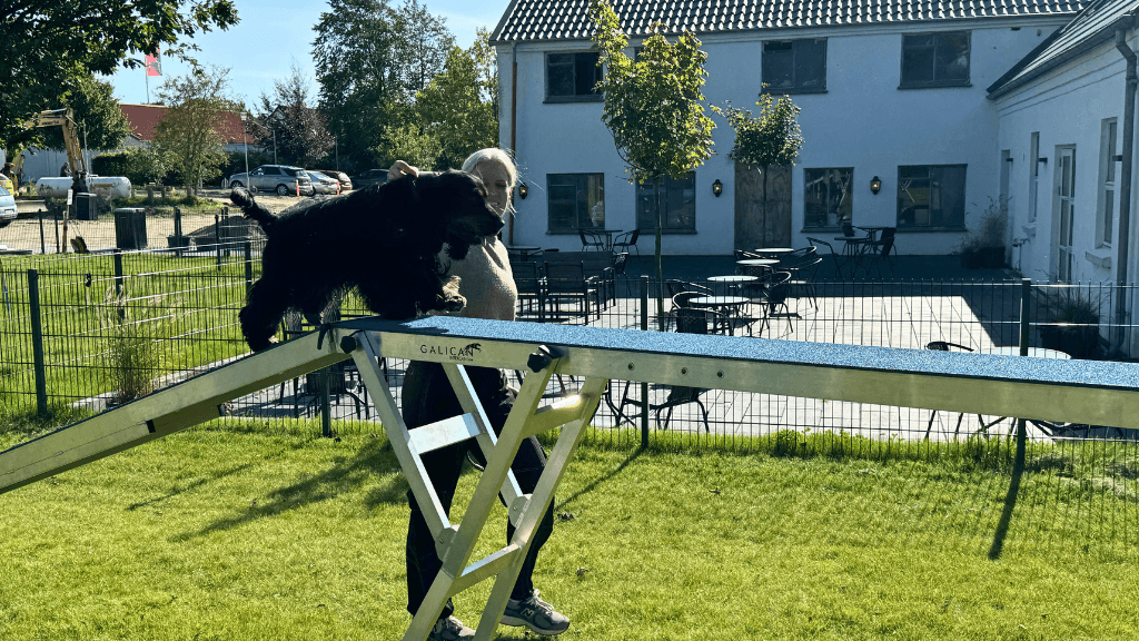 Dog on the agility course, Rold Gl. Kro