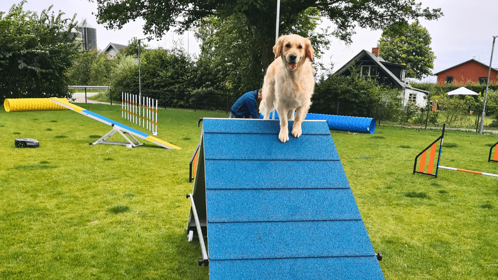 Happy dog, Rold Gl. Kro