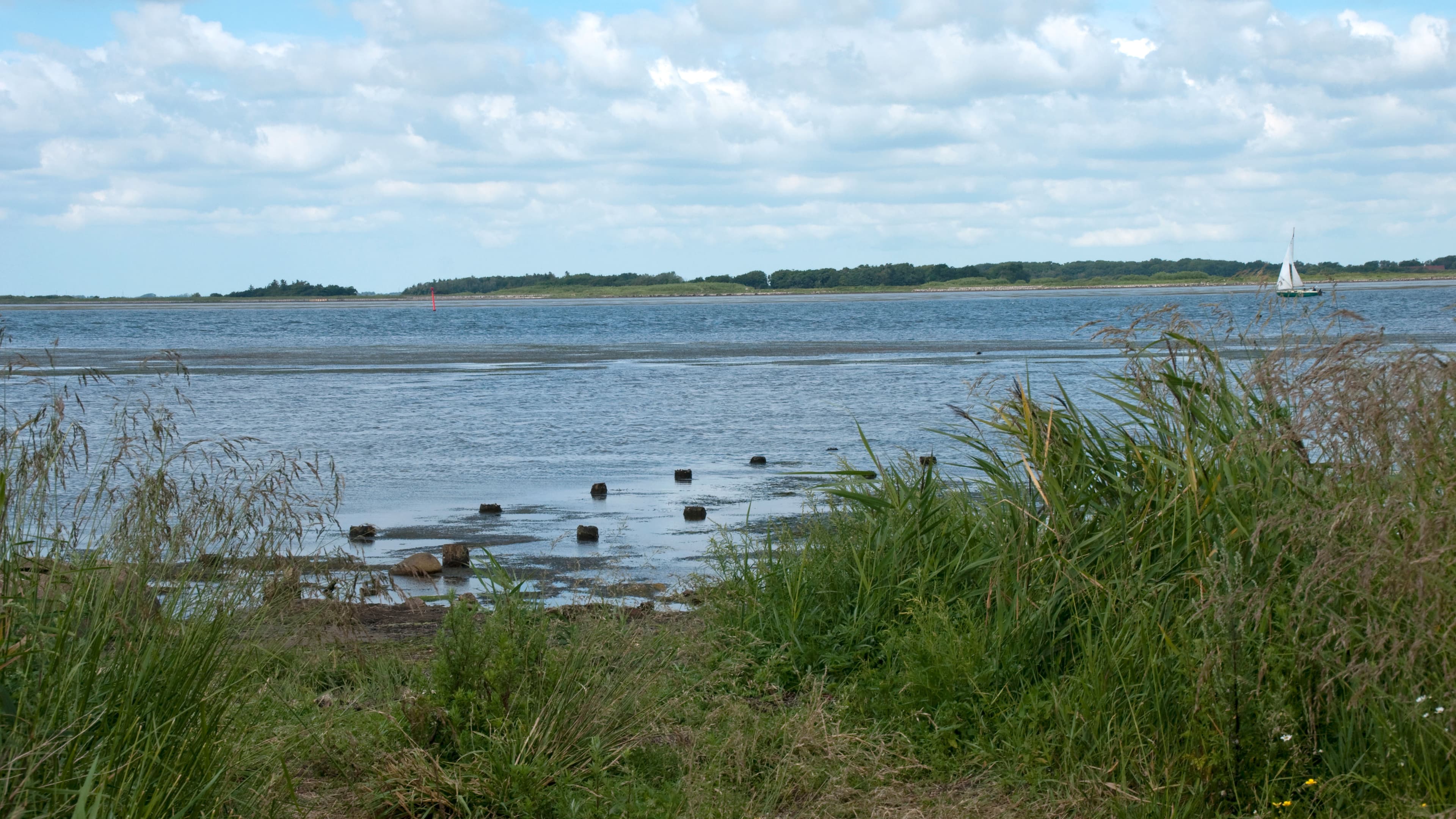 Hasseris Forest