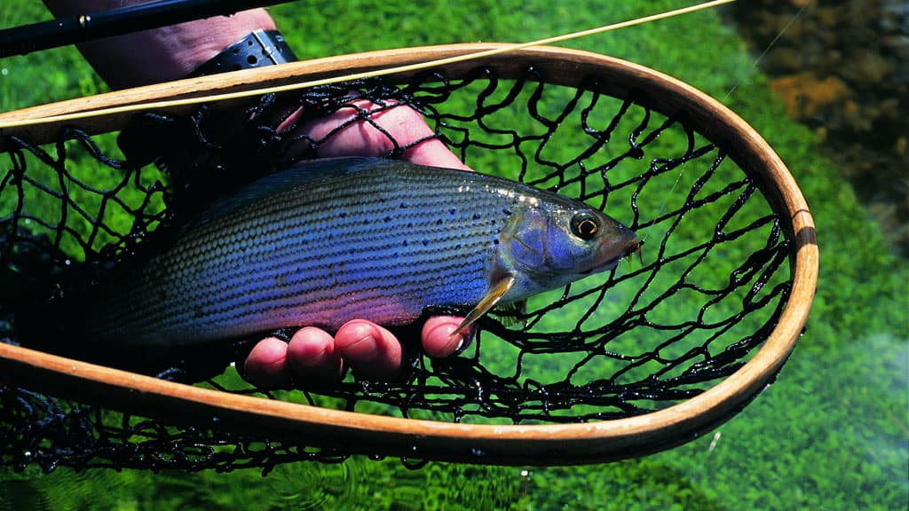 Hvorupgaard Fishing Park