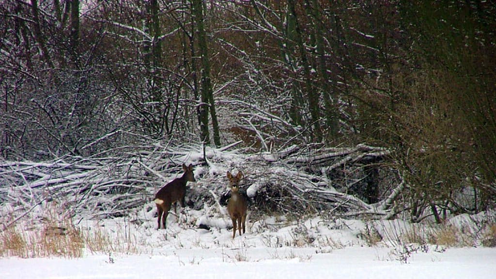 Lindholm Fjordpark