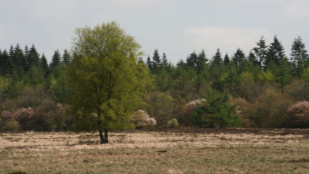 Kompedal Plantage