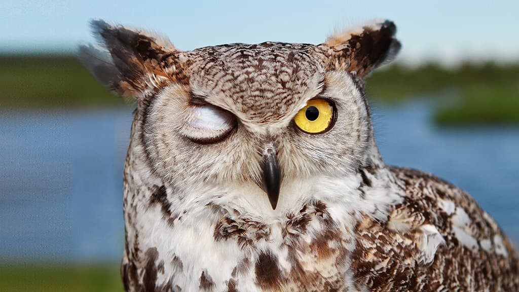 Raubvogel show