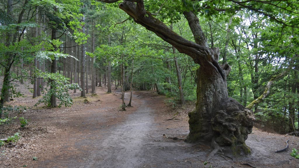 The forest Vesterskov by Silkeborg