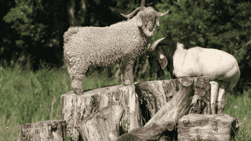 Two goats on a tree strump