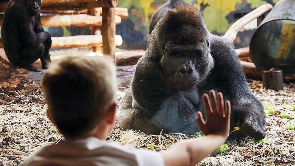 Boy extending his hand towards a large, curious gorilla.
