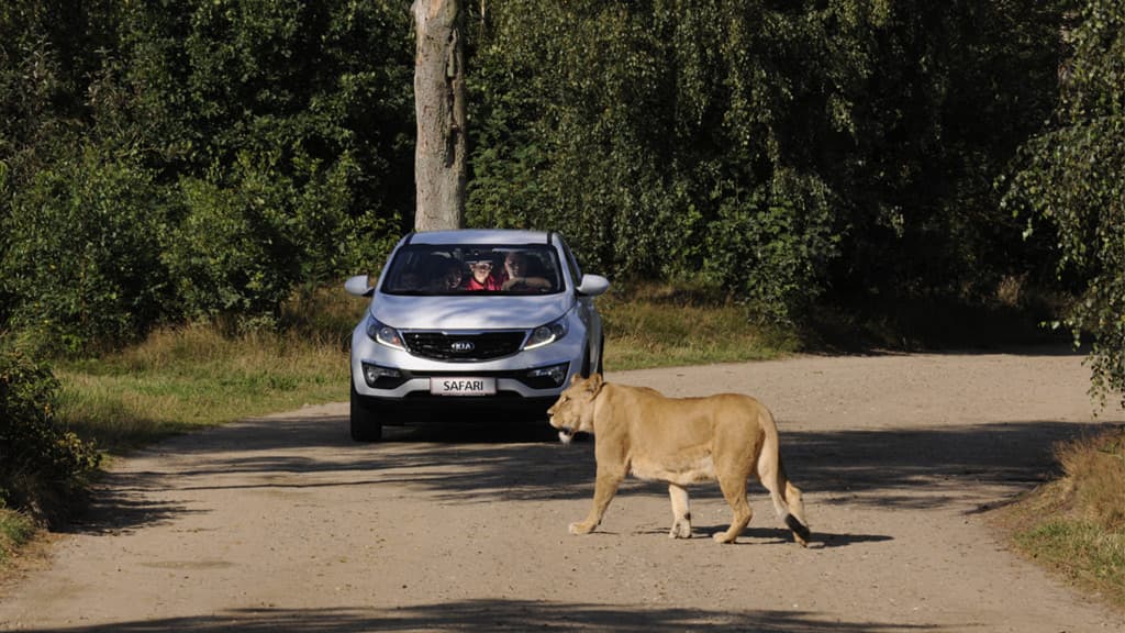 Wild lions get up close to the car at GIVSKUD ZOO.